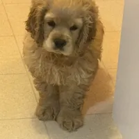 Chump, a male Cocker Spaniel for sale in Marion, IN – Photo 4 of 9
