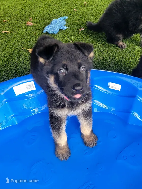 Innoko – German Shepherd Dog puppy for sale in Woodbridge, VA