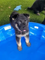 Innoko, a female German Shepherd Dog for sale in Woodbridge, VA – 1 of 4