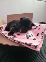 Tanana, a female German Shepherd Dog for sale in Woodbridge, VA – 4 of 4