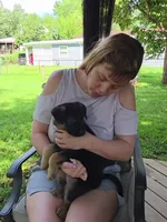 Tanana, a female German Shepherd Dog for sale in Woodbridge, VA – 3 of 4