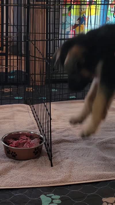 Tug, a male German Shepherd Dog for sale in Woodbridge, VA – 2 of 4