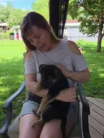 Tug, a male German Shepherd Dog for sale in Woodbridge, VA – 3 of 4