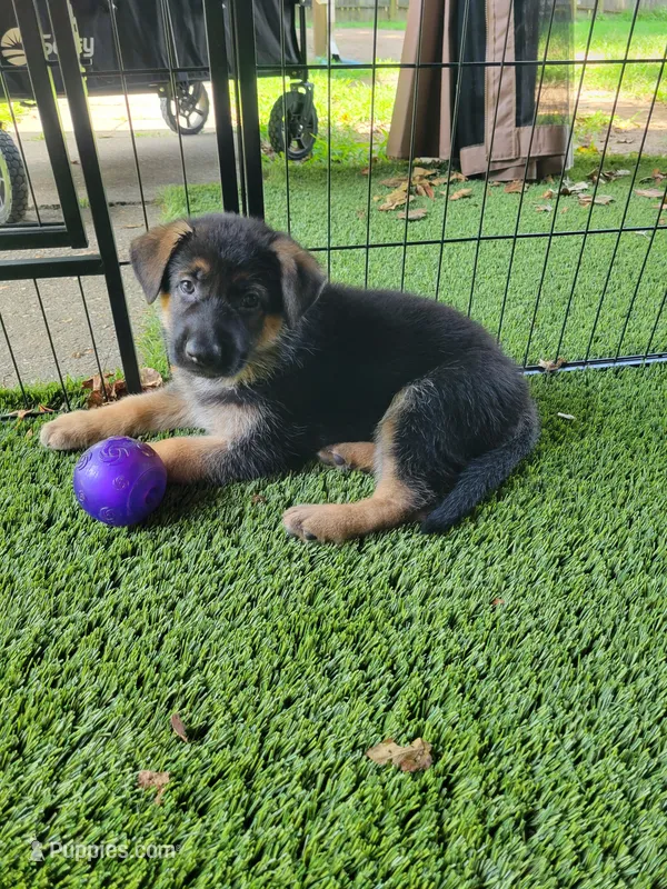 Tug – German Shepherd Dog puppy for sale in Woodbridge, VA