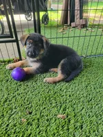 Tug, a male German Shepherd Dog for sale in Woodbridge, VA – 1 of 4