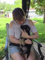 Innoko, a female German Shepherd Dog for sale in Woodbridge, VA – 3 of 4