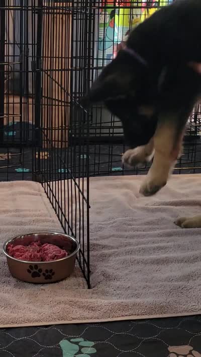 Tanana, a female German Shepherd Dog for sale in Woodbridge, VA – 2 of 4