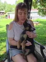 Rutt, a male German Shepherd Dog for sale in Woodbridge, VA – 3 of 4