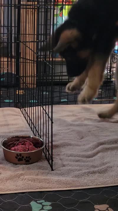 Koda, a male German Shepherd Dog for sale in Woodbridge, VA – 2 of 4