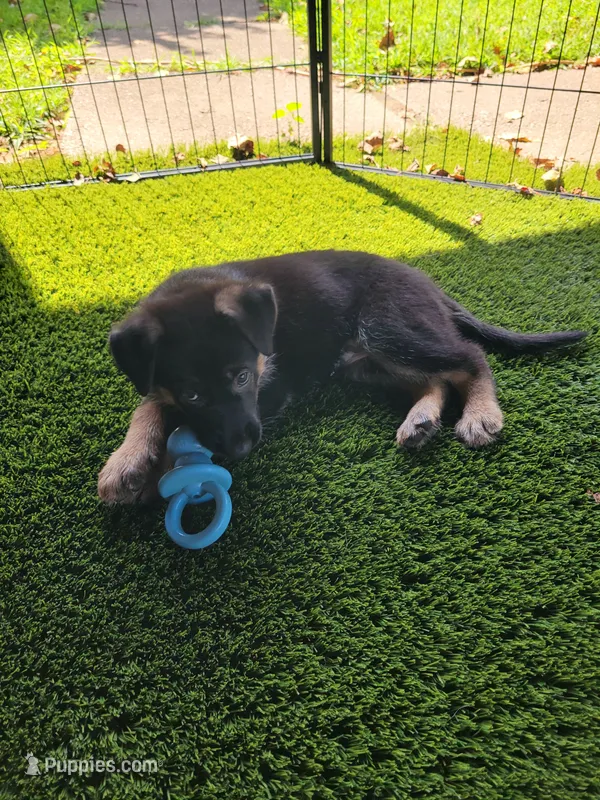 Tanana – German Shepherd Dog puppy for sale in Woodbridge, VA