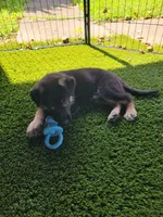 Tanana, a female German Shepherd Dog for sale in Woodbridge, VA – 1 of 4