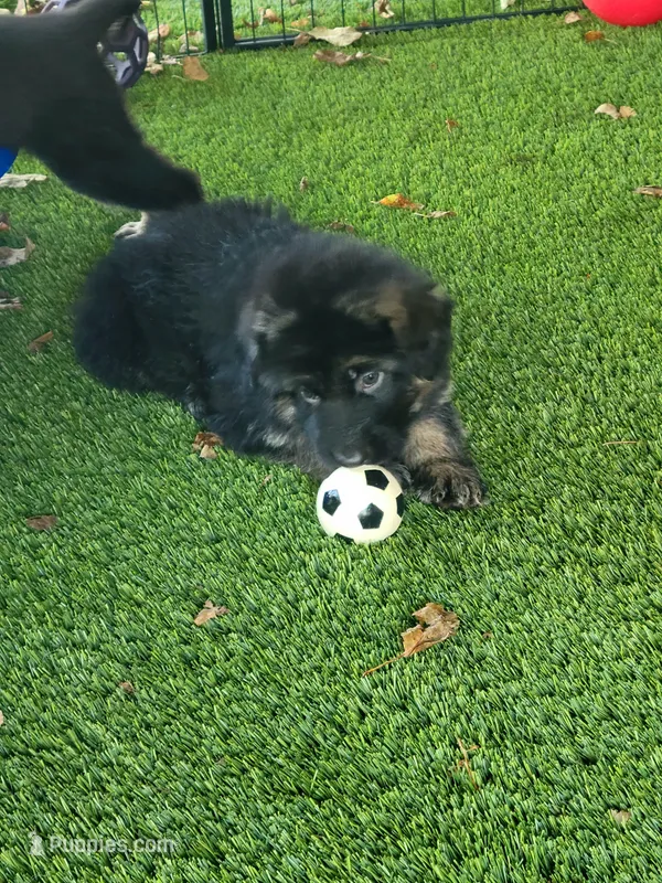 Tuke – German Shepherd Dog puppy for sale in Woodbridge, VA