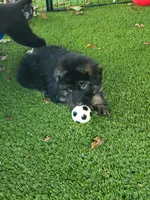 Tuke, a male German Shepherd Dog for sale in Woodbridge, VA – 1 of 4