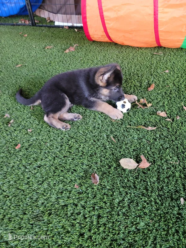 Koda – German Shepherd Dog puppy for sale in Woodbridge, VA