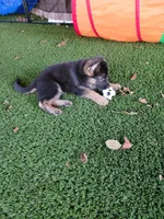 Koda, a male German Shepherd Dog for sale in Woodbridge, VA – 1 of 4