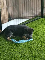 Nita, a female German Shepherd Dog for sale in Woodbridge, VA – 3 of 4