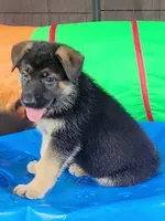 Rutt, a male German Shepherd Dog for sale in Woodbridge, VA – 1 of 4