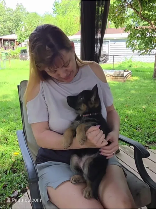 Nita – German Shepherd Dog puppy for sale in Woodbridge, VA