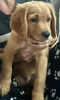 Loyal Little Heart-Stealer Black Collar, a male Miniature Golden Retriever for sale in Green Bay, WI – 3 of 4