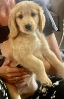 Adventuresome and Friendly Blue Collar, a male Miniature Golden Retriever for sale in Green Bay, WI – 2 of 3