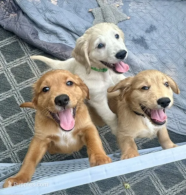 Loyal Little Heart-Stealer Black Collar – Miniature Golden Retriever puppy for sale in Green Bay, WI