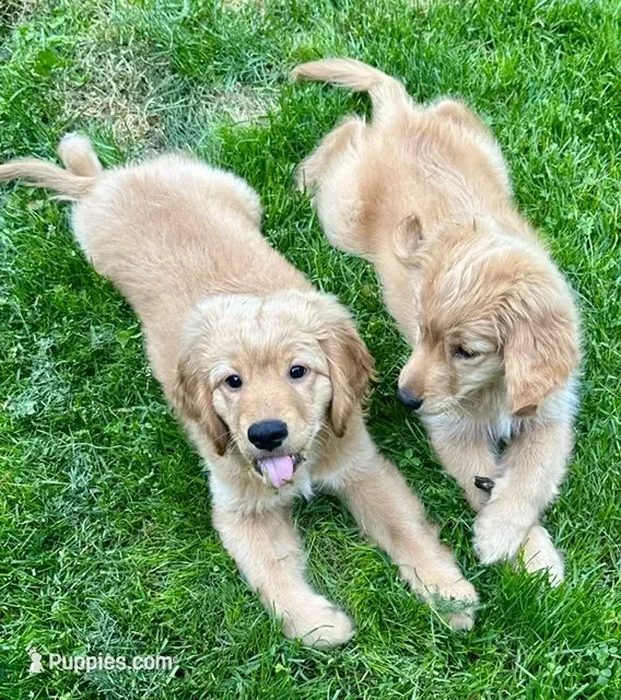 Finally!, a male Miniature Golden Retriever for sale in Green Bay, WI – 4 of 9