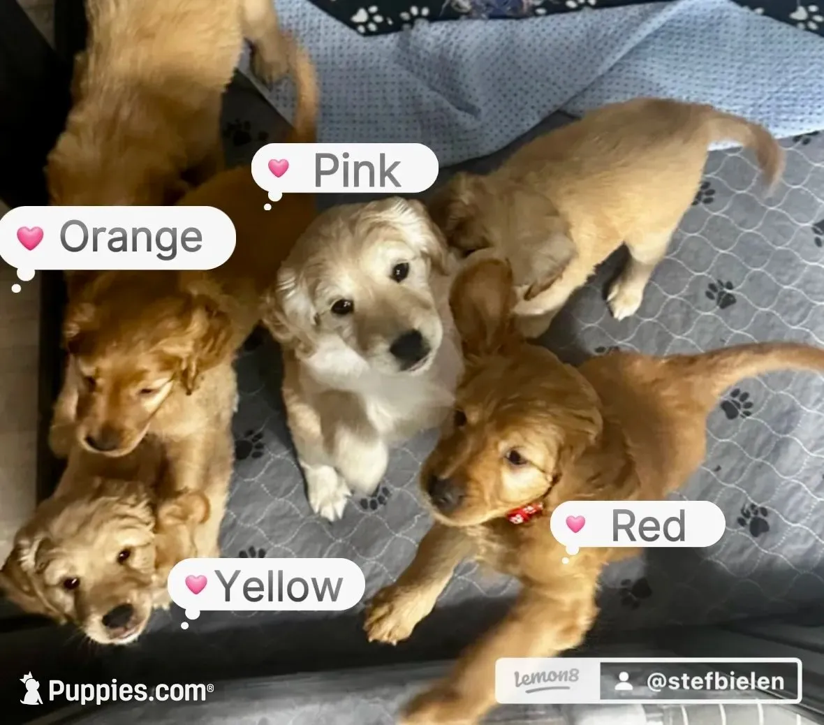 Finally!, a male Miniature Golden Retriever for sale in Green Bay, WI – 6 of 9