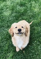 Finally!, a male Miniature Golden Retriever for sale in Green Bay, WI – 3 of 9