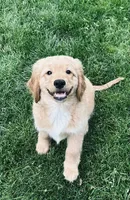 Finally!, a male Miniature Golden Retriever for sale in Green Bay, WI – 2 of 9
