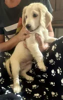 Calm and Snuggly Green Collar, a male Miniature Golden Retriever for sale in Green Bay, WI – 6 of 6