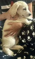Calm and Snuggly Green Collar, a male Miniature Golden Retriever for sale in Green Bay, WI – 3 of 6
