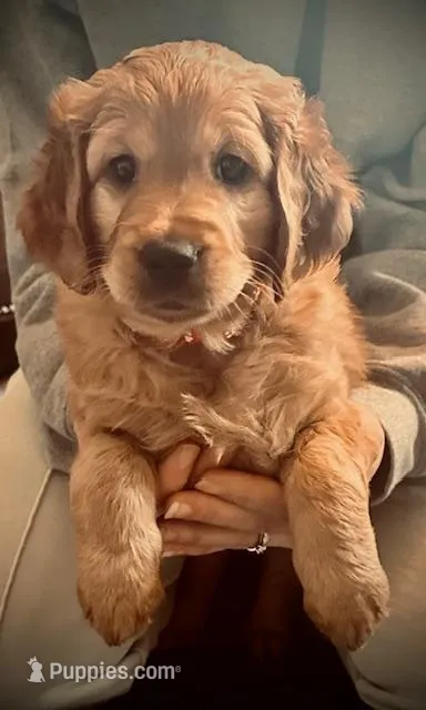 Pretty Red Lady – Miniature Golden Retriever puppy for sale in Green Bay, WI
