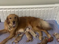 Pretty Red Lady, a female Miniature Golden Retriever for sale in Green Bay, WI – Photo 4 of 6