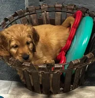 Pretty Red Lady, a female Miniature Golden Retriever for sale in Green Bay, WI – Photo 2 of 6