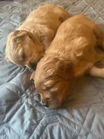 Pretty Red Lady, a female Miniature Golden Retriever for sale in Green Bay, WI – Photo 5 of 6