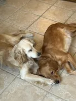 Pretty Red Lady, a female Miniature Golden Retriever for sale in Green Bay, WI – Photo 3 of 6