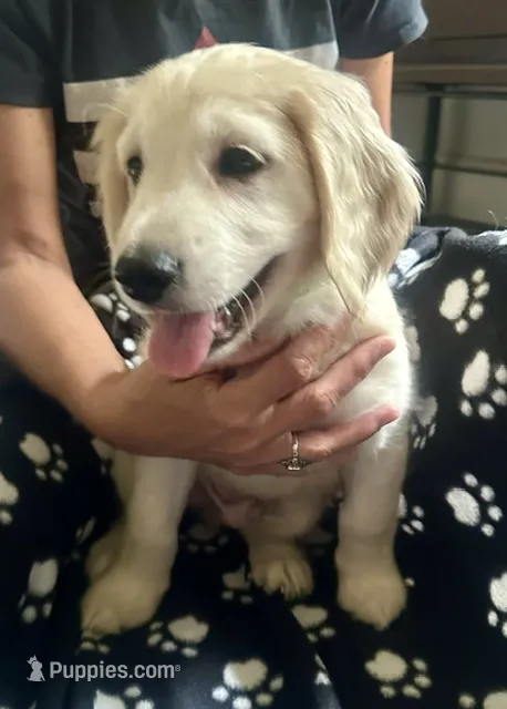 Calm and Snuggly Green Collar – Miniature Golden Retriever puppy for sale in Green Bay, WI
