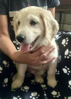 Calm and Snuggly Green Collar, a male Miniature Golden Retriever for sale in Green Bay, WI – 5 of 6
