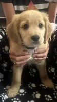 Loyal Little Heart-Stealer Black Collar, a male Miniature Golden Retriever for sale in Green Bay, WI – 2 of 4