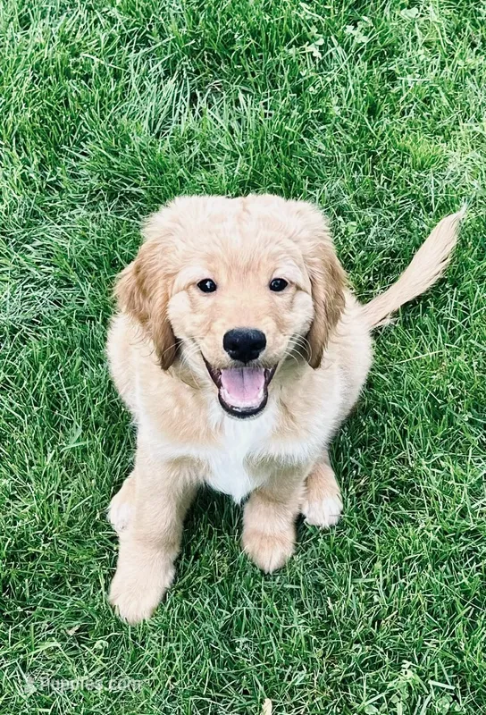 Finally! – Miniature Golden Retriever puppy for sale in Green Bay, WI