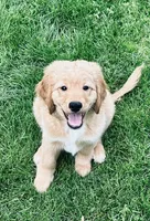 Finally!, a male Miniature Golden Retriever for sale in Green Bay, WI – 1 of 9