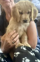 Adventuresome and Friendly Blue Collar, a male Miniature Golden Retriever for sale in Green Bay, WI – 3 of 3