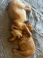 Playful and Sweet, a male Miniature Golden Retriever for sale in Green Bay, WI – Photo 6 of 6