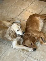 Playful and Sweet, a male Miniature Golden Retriever for sale in Green Bay, WI – Photo 3 of 6