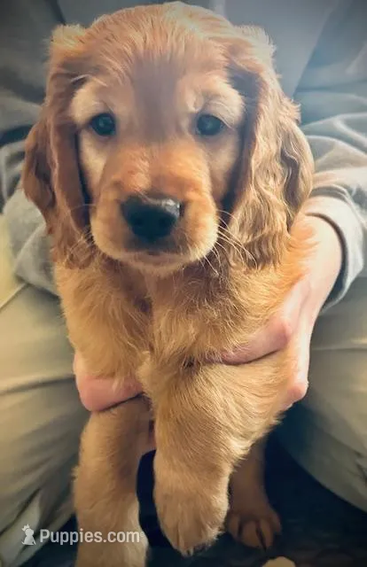 Playful and Sweet – Miniature Golden Retriever puppy for sale in Green Bay, WI