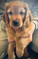 Playful and Sweet, a male Miniature Golden Retriever for sale in Green Bay, WI – Photo 1 of 6
