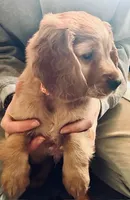 Playful and Sweet, a male Miniature Golden Retriever for sale in Green Bay, WI – Photo 2 of 6