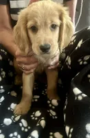 Loyal Little Heart-Stealer Black Collar, a male Miniature Golden Retriever for sale in Green Bay, WI – 4 of 4