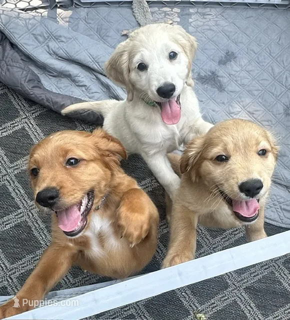 Calm and Snuggly Green Collar – Miniature Golden Retriever puppy for sale in Green Bay, WI