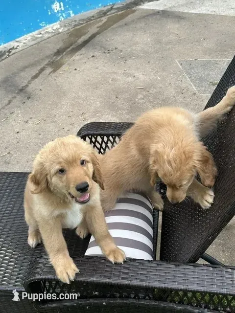 Finally!, a male Miniature Golden Retriever for sale in Green Bay, WI – 5 of 9